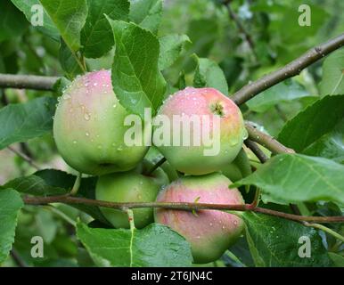 Im Obstgarten reifen Äpfel auf dem Ast Stockfoto