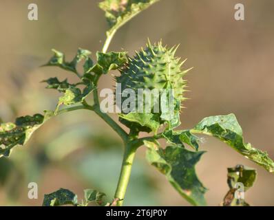 In der Wildnis wächst eine giftige Heilpflanze - Datura stramonium Stockfoto