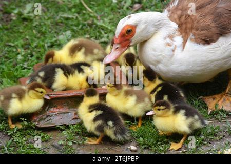 Eine weibliche Moschusente (Cairina moschata) mit ihrer zweitägigen Brut. Stockfoto