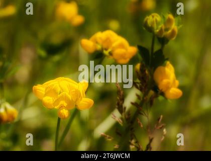 Nahaufnahme von Vogelfuß-Trefoil (Lotus corniculatus) Wildblumenblüten, die im Chippewa National Forest im Norden von Minnesota, USA, wachsen Stockfoto