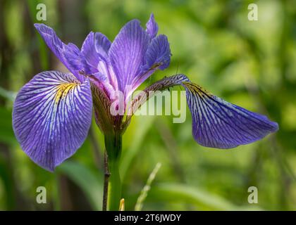 Close Up Blaue Flagge Iris (Iris versicolor) Wildblumenblüte in lila wächst im Chippewa National Forest im Norden von Minnesota, USA Stockfoto