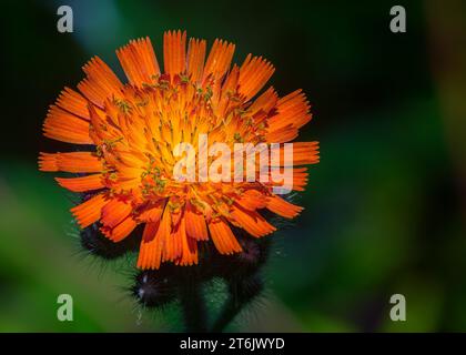 Close up Hawkweed, Hawk Weed (Hieracium) Wildblumen-Orangenblüte, die im Chippewa National Forest im Norden von Minnesota, USA, wächst Stockfoto