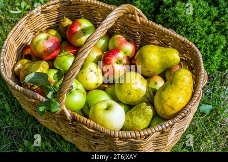 Frische Äpfel und Birnen im Korb, im Sommergarten, auf dem Land. Stockfoto