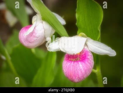 Nahaufnahme eines Makros der Showy Lady Slipper (Cypripedium reginae) Wildblumenblüte Minnesota State Flower, die in einem Wald im Norden von Minnesota USA wächst Stockfoto