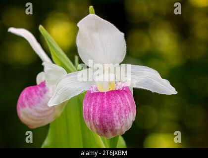 Nahaufnahme eines Makros der Showy Lady Slipper (Cypripedium reginae) Wildblumenblüte Minnesota State Flower, die in einem Wald im Norden von Minnesota USA wächst Stockfoto