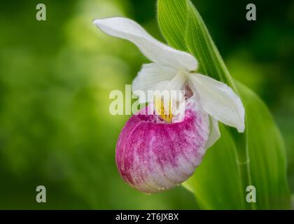 Nahaufnahme eines Makros der Showy Lady Slipper (Cypripedium reginae) Wildblumenblüte Minnesota State Flower, die in einem Wald im Norden von Minnesota USA wächst Stockfoto