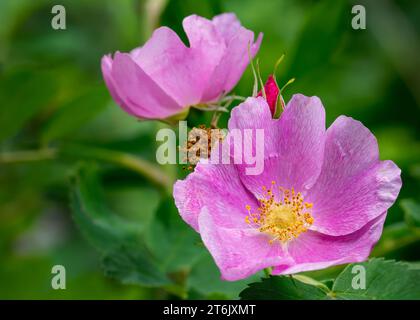 Nahaufnahme eines Makros einer rosafarbenen Wildblumenblüte der Wildrose (Rosa acicularis), die im Chippewa National Forest im Norden von Minnesota, USA, wächst Stockfoto