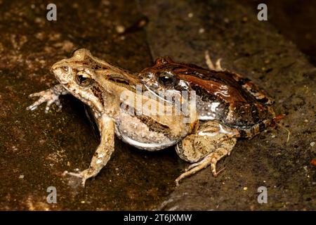 Australian Common Eastern Froglet ist in Amplexus Stockfoto