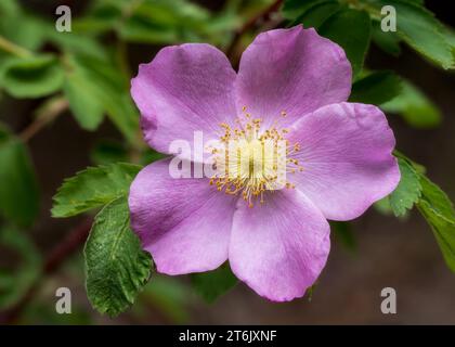 Nahaufnahme eines Makros einer rosafarbenen Wildblumenblüte der Wilden Rose (Rosa acicularis), die im Chippewa National Forest im Norden von Minnesota, USA, wächst Stockfoto