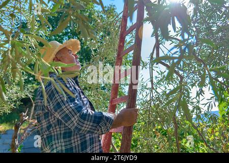 Reifer Gärtner auf der Leiter, der Oliven vom Olivenzweig im Olivenbaumgarten pflückt. Ernte im mediterranen Olivenhain in Sizilien, Italien. Stockfoto