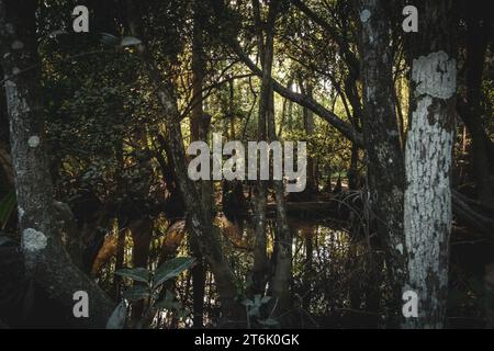 Blick in den Thick Everglades Forest in Florida Stockfoto