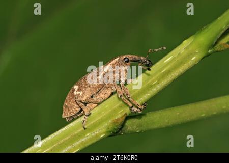 Eine Art Insekt hat eine lange Nase, auf grünem Blatt in freier Wildbahn Stockfoto