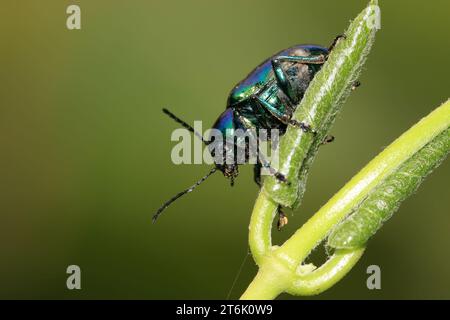 Eine Art Insekten namens Käfer, auf grünem Blatt in der Wildnis, nordchina Stockfoto