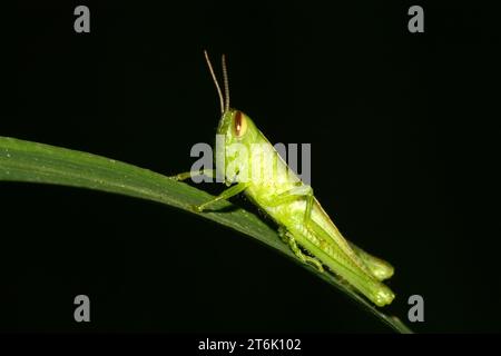 Eine Art Orthopterinsekten auf grünen Pflanzen in freier Wildbahn Stockfoto