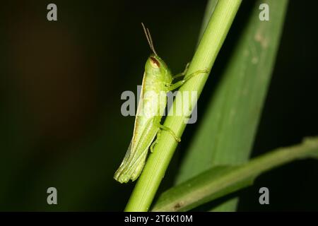 Eine Art Orthopterinsekten auf grünen Pflanzen in freier Wildbahn Stockfoto