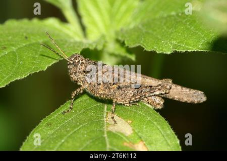 Eine Art Orthopterinsekten auf grünem Blatt in freier Wildbahn Stockfoto