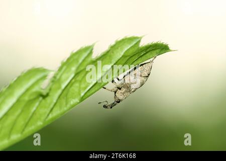 Eine Art Insekt hat eine lange Nase Stockfoto