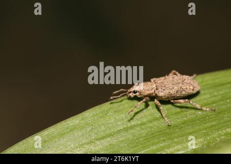 Eine Art Insekt hat eine lange Nase Stockfoto