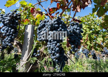 Weinberge im Dorf Pauillac mit Reihen von Reifen roten Cabernet Sauvignon Rebsorten der Haut-Medoc Weinberge in Bordeaux, linkes Ufer der Gironde Mündung Stockfoto