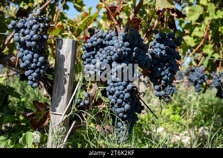 Weinberge im Dorf Pauillac mit Reihen von Reifen roten Cabernet Sauvignon Rebsorten der Haut-Medoc Weinberge in Bordeaux, linkes Ufer der Gironde Mündung Stockfoto