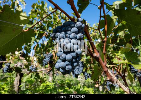 Weinberge im Dorf Pauillac mit Reihen von Reifen roten Cabernet Sauvignon Rebsorten der Haut-Medoc Weinberge in Bordeaux, linkes Ufer der Gironde Mündung Stockfoto