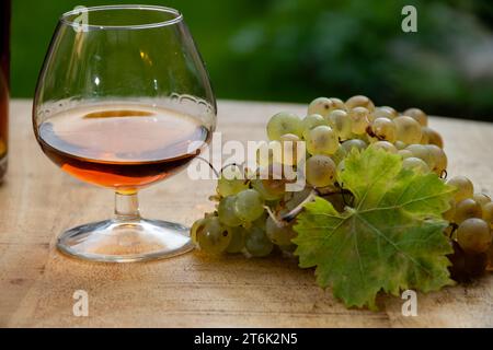 Outdoor-Verkostung von Cognac starken Alkoholgetränk in Cognac Region, Charente mit einem Haufen Reifen ugni blanc Trauben auf Hintergrund verwendet für Spirituosen Destilla Stockfoto