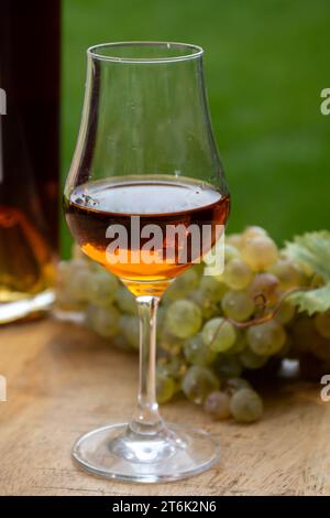 Outdoor-Verkostung von Cognac starken Alkoholgetränk in Cognac Region, Charente mit einem Haufen Reifen ugni blanc Trauben auf Hintergrund verwendet für Spirituosen Destilla Stockfoto