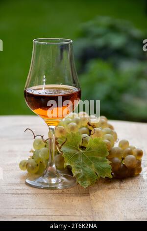 Outdoor-Verkostung von Cognac starken Alkoholgetränk in Cognac Region, Charente mit einem Haufen Reifen ugni blanc Trauben auf Hintergrund verwendet für Spirituosen Destilla Stockfoto