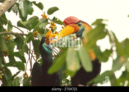 Ein Paar Noppenhornvögel (Rhyticeros cassidix), eine monogame Art mit langsamen Brutraten, wird fotografiert, während sie auf einem fruchtigen Feigenbaum in Bitung, Nord-Sulawesi, Indonesien, von der Nahrungssuche abhalten. Nashornvogel, der aufgrund des hohen Wertes ihres Fleisches, ihrer Kaskaden und ihrer Schwanzfedern für die Jagd anfällig ist spielt aufgrund seiner Fähigkeit als Saatgutausbreitungsmittel eine wichtige Rolle bei der Waldregeneration und bei der Erhaltung der Dichte großer Bäume, während gleichzeitig ein gesunder Regenwald durch seine kohlenstoffabsorbierende Rolle bei der Bekämpfung der globalen Erwärmung wichtig ist. Stockfoto