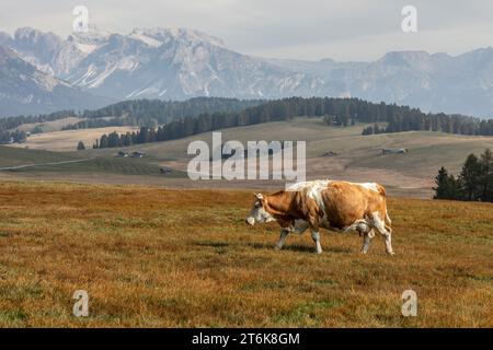 Eine Kuh auf einer Alm vor einer idyllischen Landschaft im Herbst draußen Stockfoto