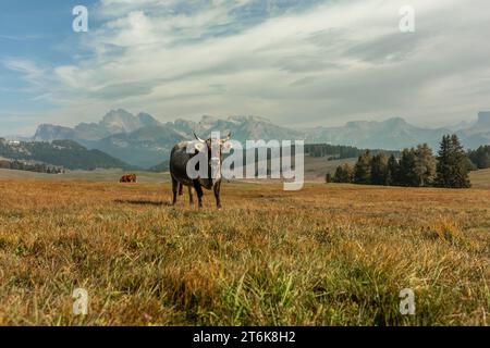 Eine Kuh auf einer Alm vor einer idyllischen Landschaft im Herbst draußen Stockfoto