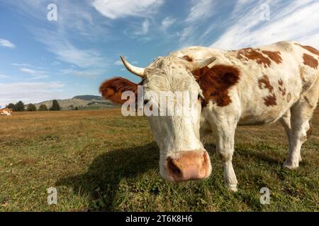 Eine Kuh auf einer Alm vor einer idyllischen Landschaft im Herbst draußen Stockfoto