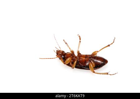 Ein Käfer auf weißem Hintergrund, kann als Lehre Biologie Insekten Proben verwendet, Fotos Lichtverhältnisse drinnen gemacht, Luannan County, Hebei provi Stockfoto