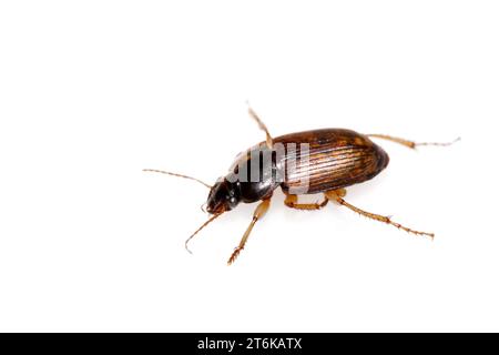 Ein Käfer auf weißem Hintergrund, kann als Lehre Biologie Insekten Proben verwendet, Fotos Lichtverhältnisse drinnen gemacht, Luannan County, Hebei provi Stockfoto