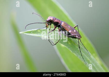 tiger Käfer auf dem grünen Blatt Stockfoto