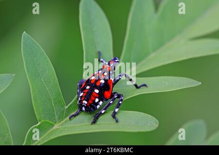 Nahaufnahme von Fulgoroidea-Insekten auf dem grünen Blatt, Fotos in der wilden Natur, kann als Exemplar der entomologischen Forschung dienen, Tangshan CIT Stockfoto