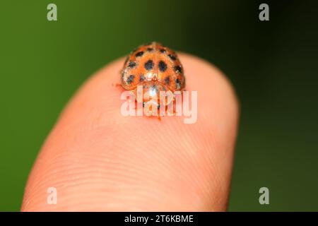 Eine Art Insekten namens Kartoffelladybird auf dem grünen Blatt Stockfoto