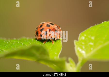 Eine Art Insekten namens Kartoffelladybird auf dem grünen Blatt Stockfoto