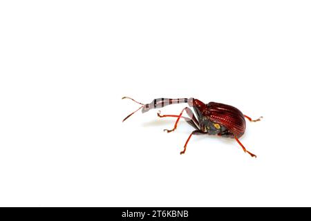 Eine Insekte hat einen sehr langen Hals in nordchina Stockfoto