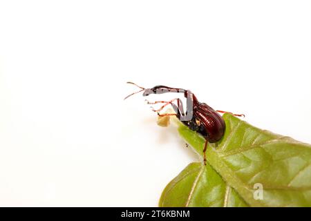 Eine Insekte hat einen sehr langen Hals in nordchina Stockfoto