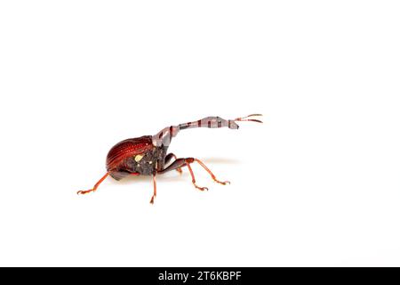 Eine Insekte hat einen sehr langen Hals in nordchina Stockfoto