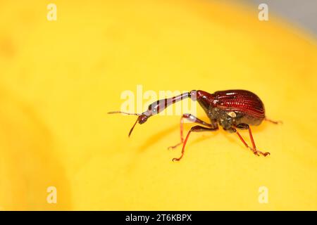 Eine Insekte hat einen sehr langen Hals in nordchina Stockfoto