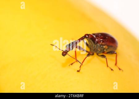 Eine Insekte hat einen sehr langen Hals in nordchina Stockfoto