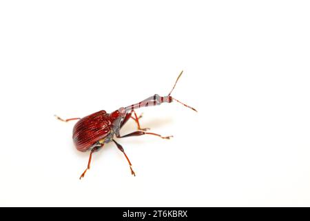 Eine Insekte hat einen sehr langen Hals in nordchina Stockfoto