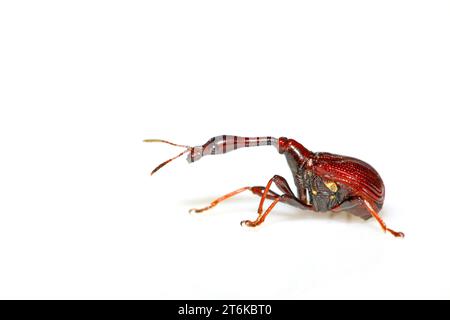 Eine Insekte hat einen sehr langen Hals in nordchina Stockfoto