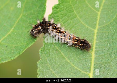 Schmetterlingslarven an der Wildpflanze Stockfoto
