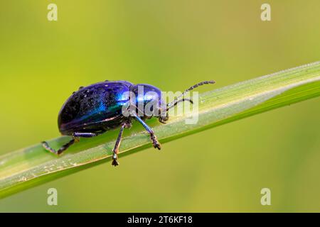 Eine Art Insekten namens Käfer, auf grünem Blatt in der Wildnis, nordchina Stockfoto