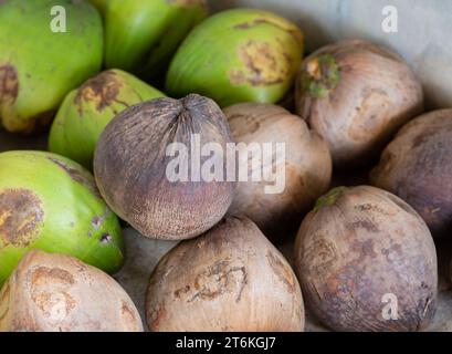 Grüne Kokosnuss Haufen alte Kokosnuss für Muster und Hintergrund Nahaufnahme von Kokosnusshügeln auf dem lokalen Markt Stockfoto
