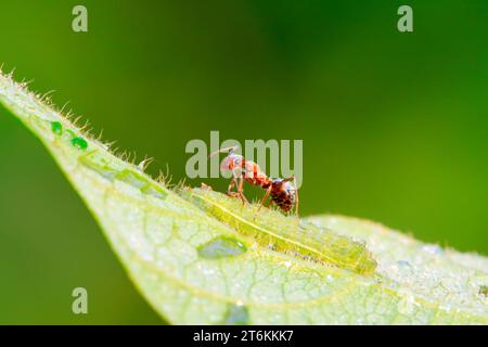 Mercerisierte Waldameisen und grüne Wurm in freier Wildbahn Stockfoto