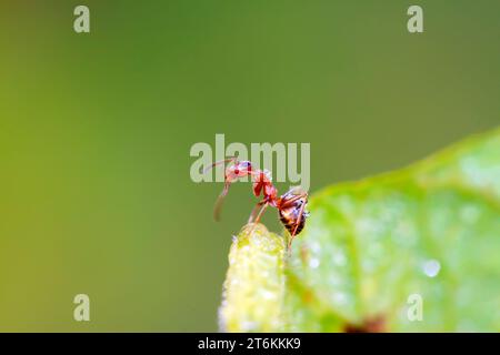 Eine Art Ameisen namens mercerisierte Waldameisen Stockfoto